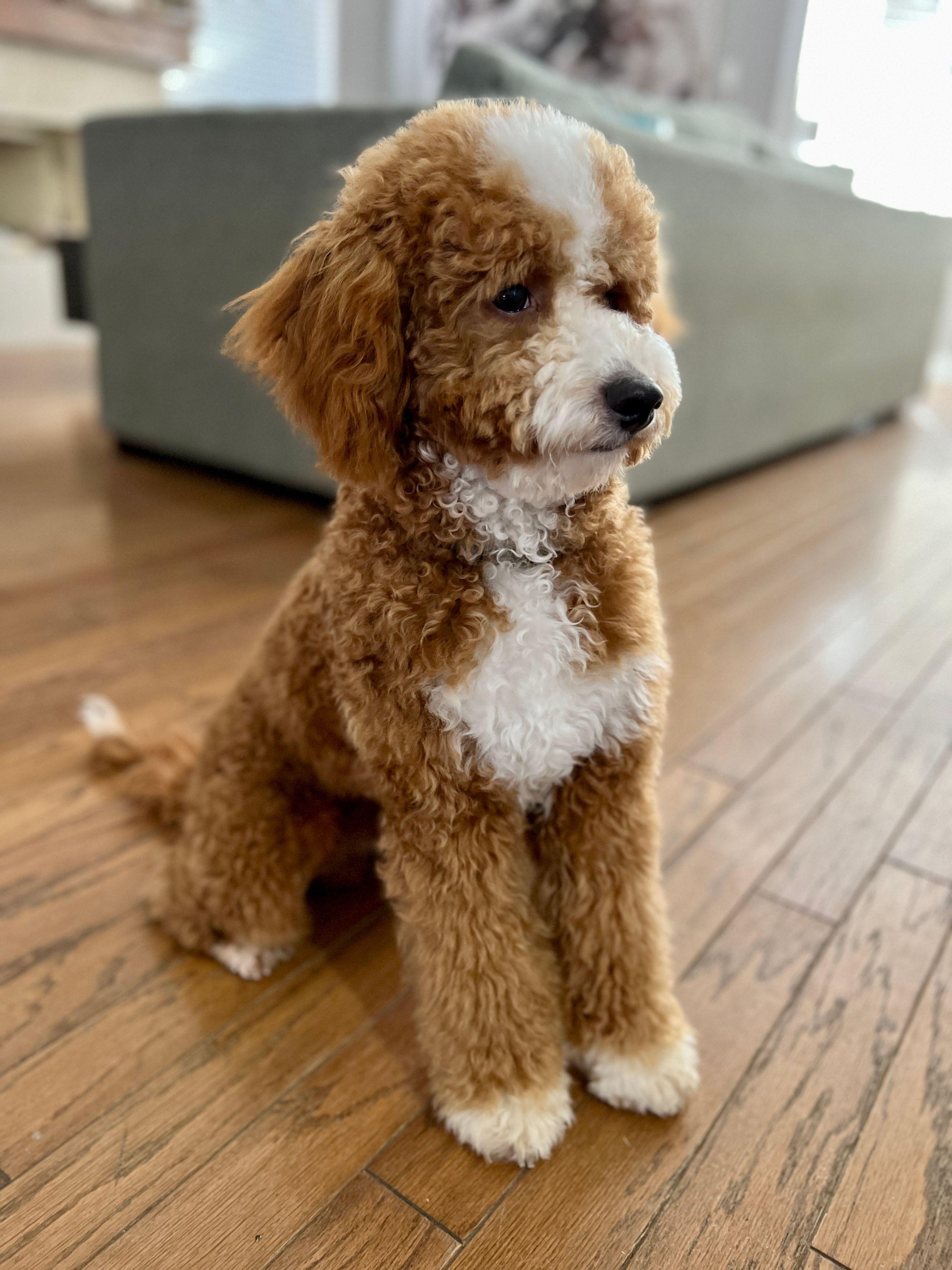 Benji