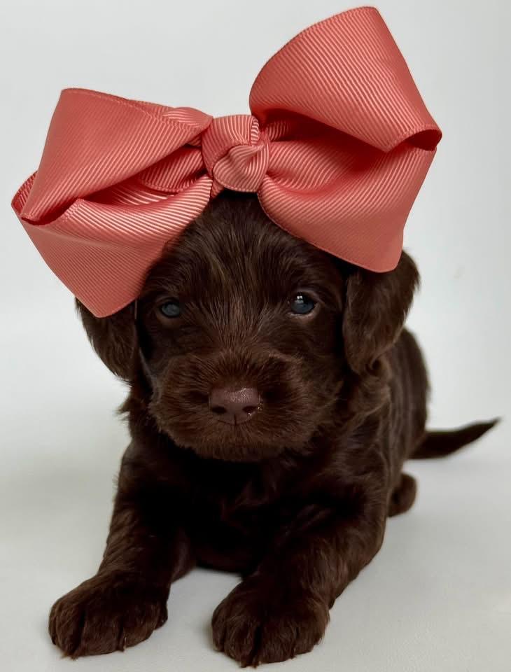 E-Pink Girl from Emmie X Yogi