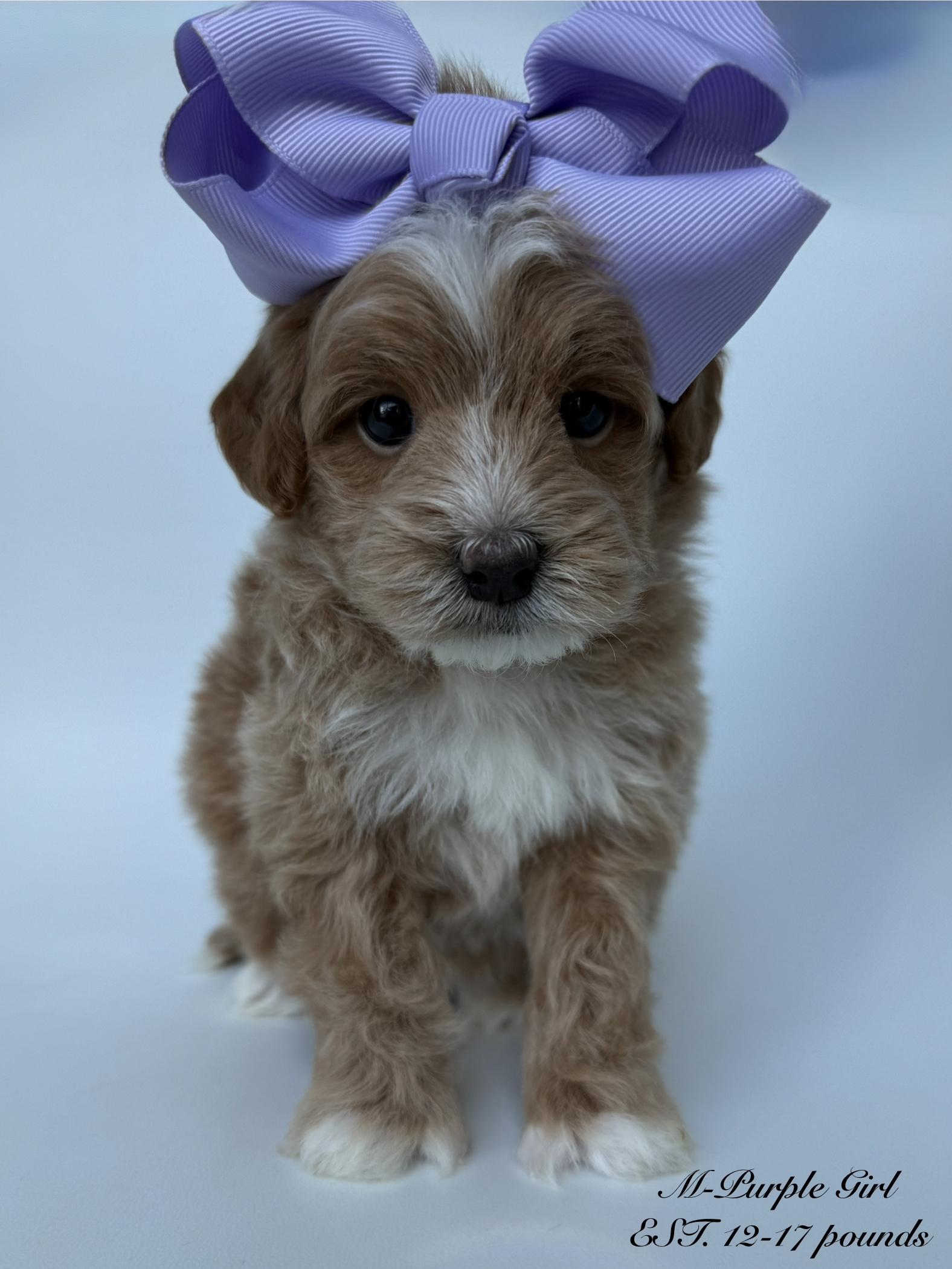 M - Purple Girl
