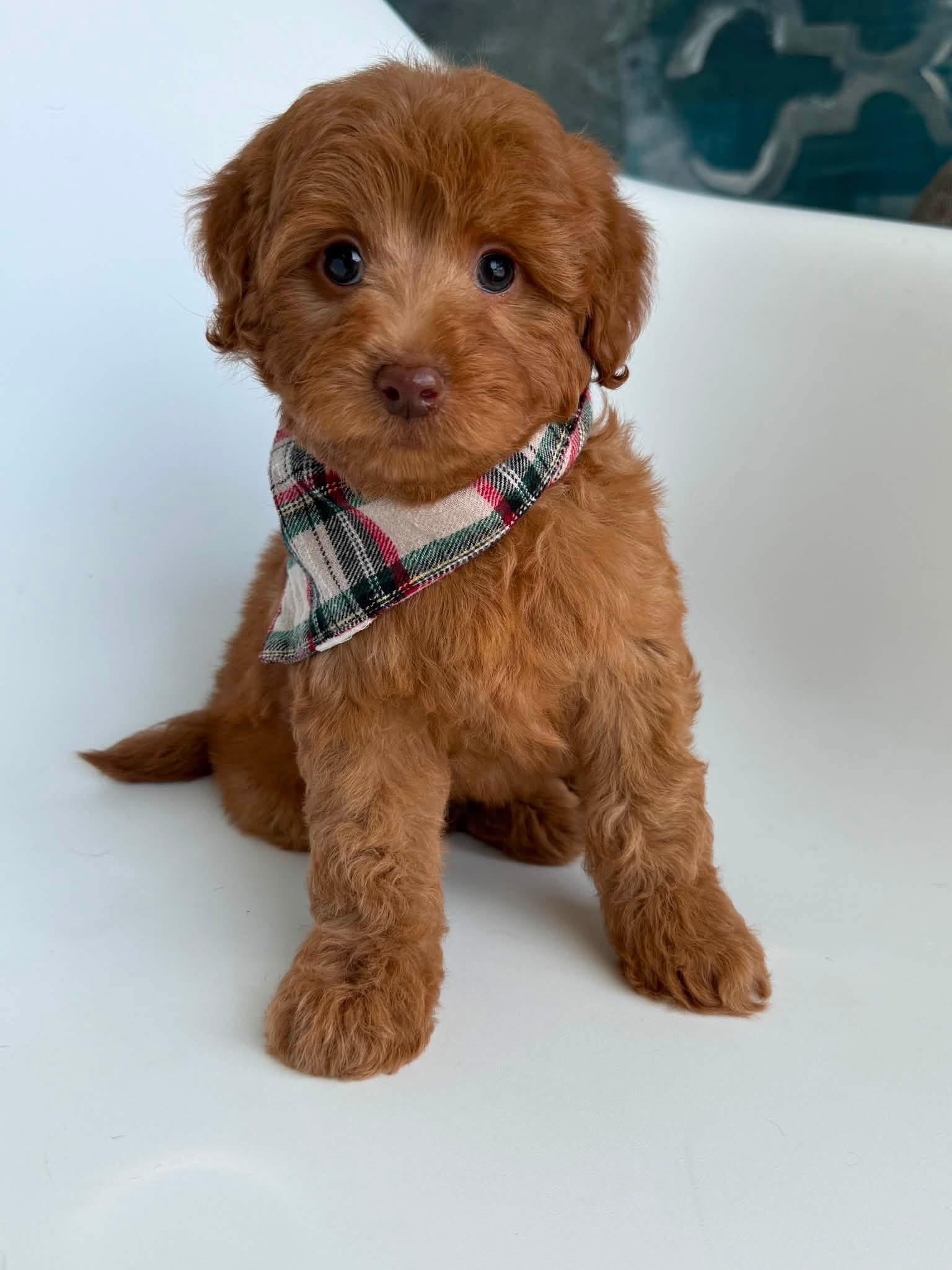 E-Red Boy from Emmie X Yogi