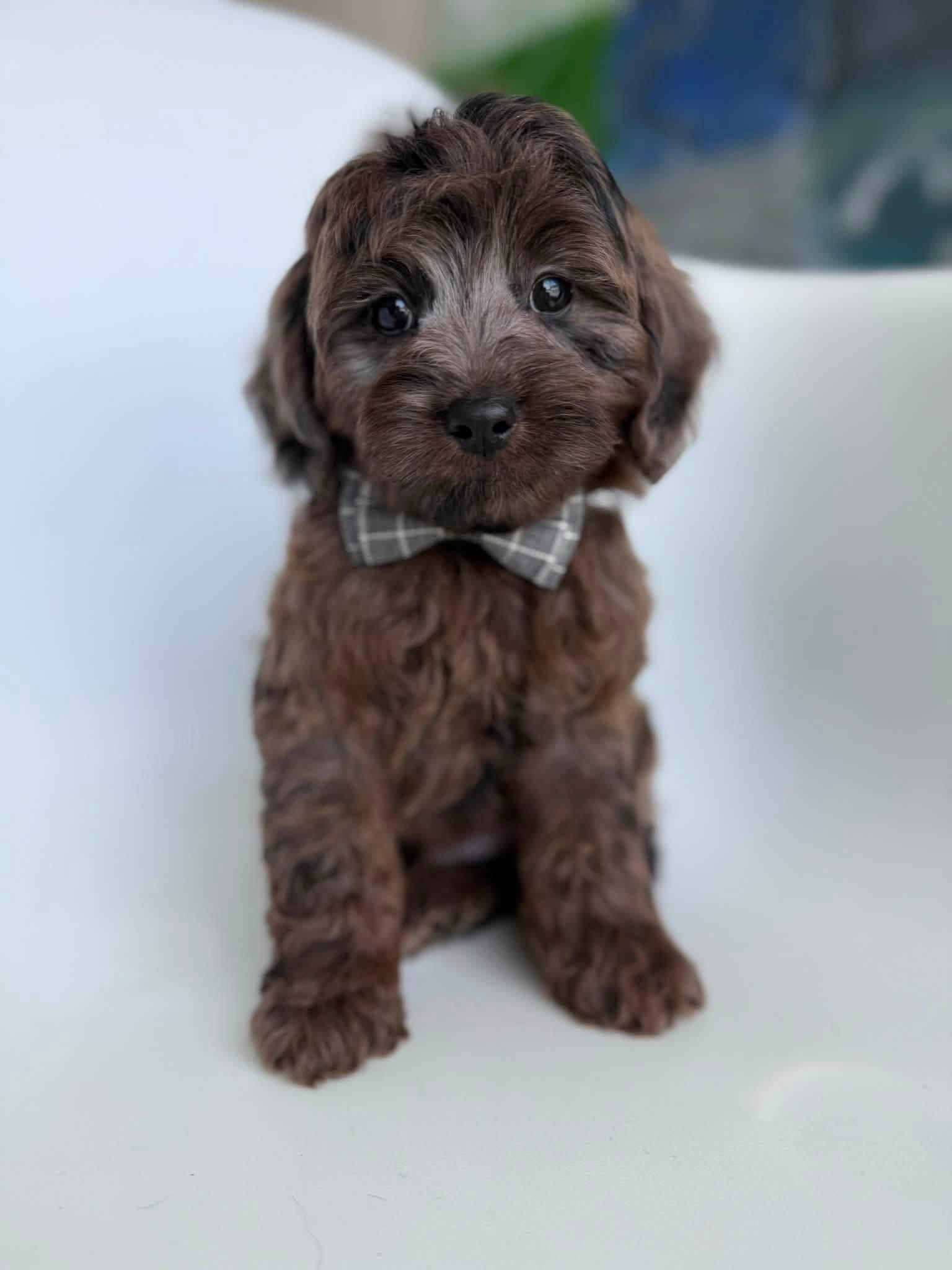 E-Merle Boy from Emmie X Yogi