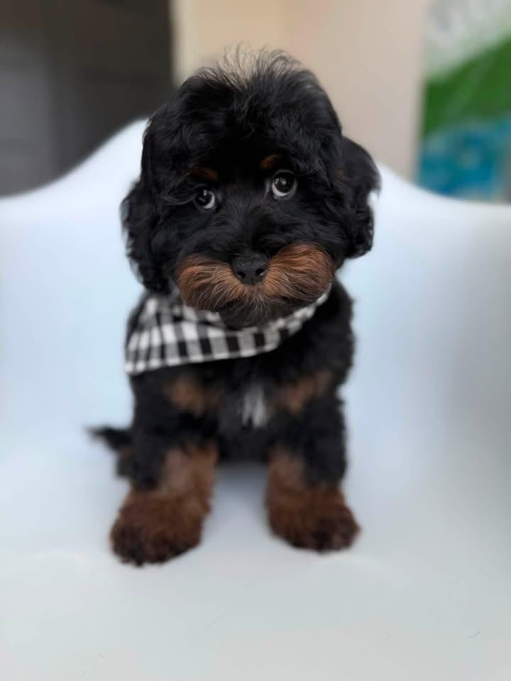 KAYLIE -BLUE BOY from Kaylie X Ringo