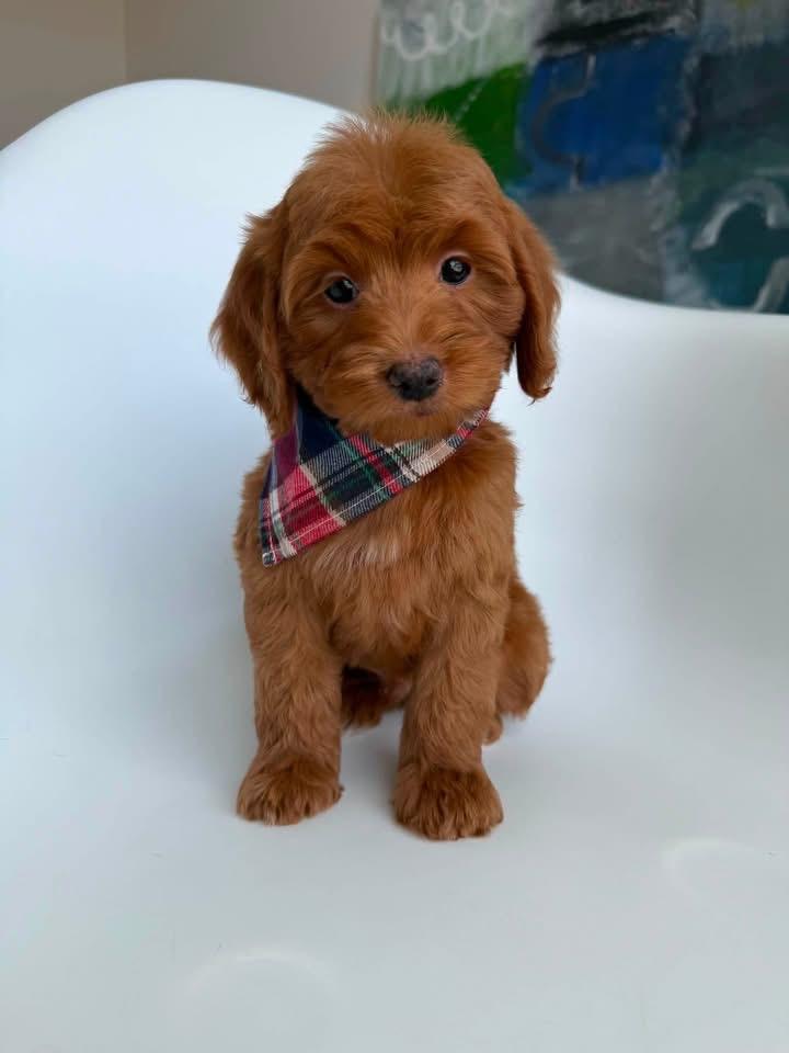 E-Blue Boy from Emmie X Yogi