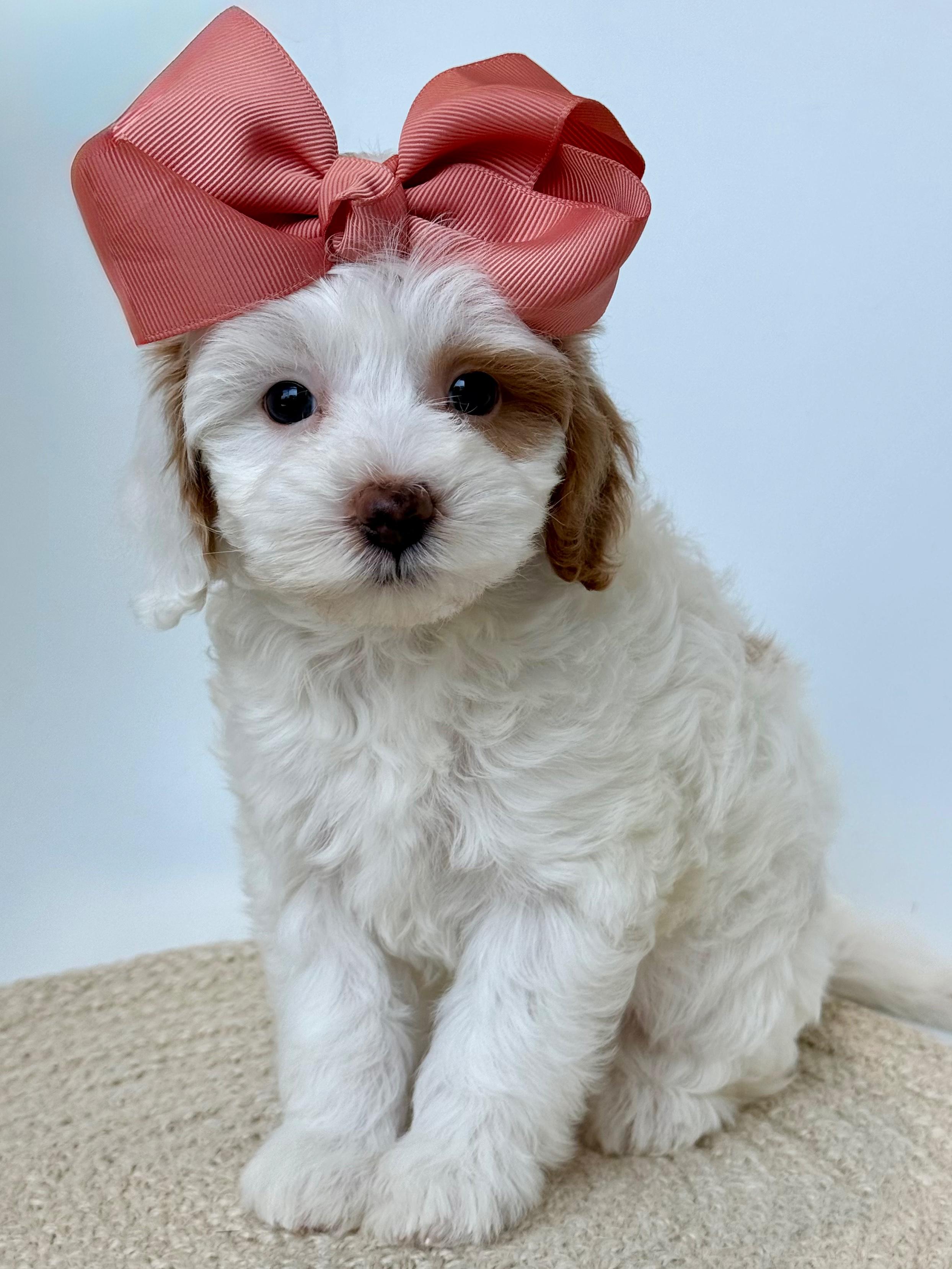 K-PINK GIRL