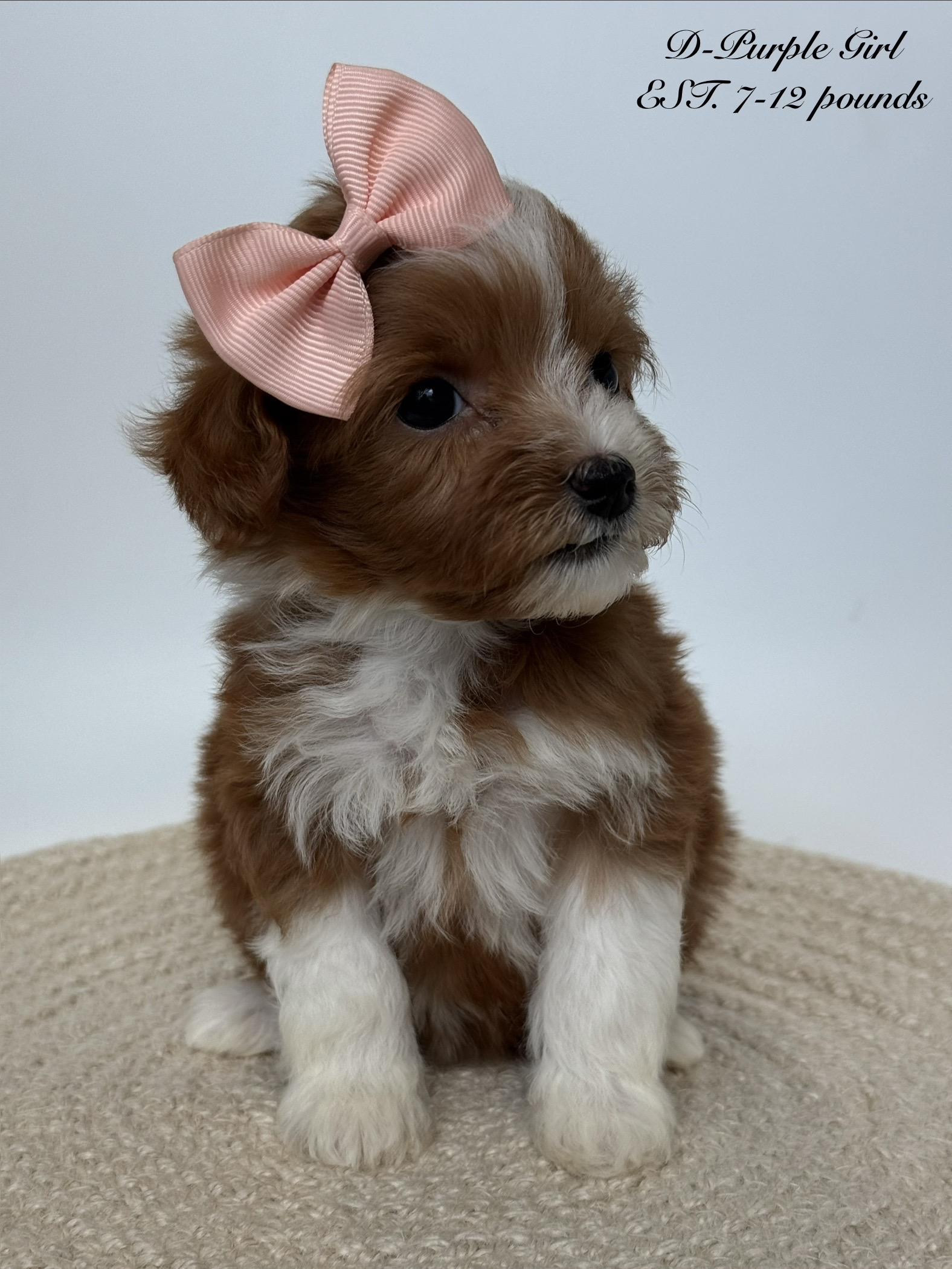 D- Purple Girl from Dolly X Ringo